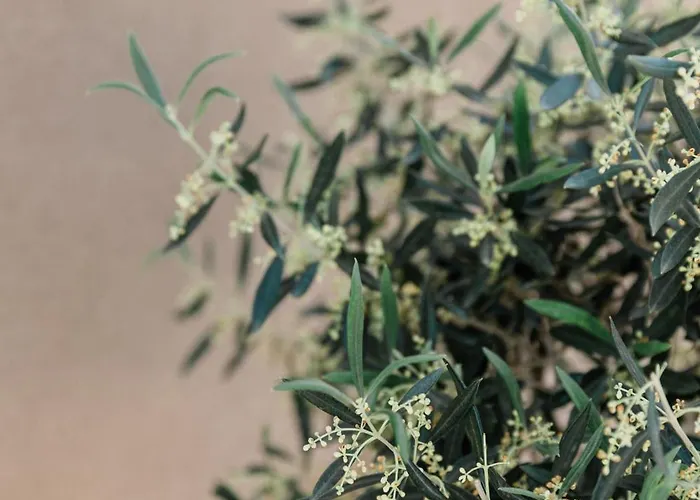 Glysinia فيلة